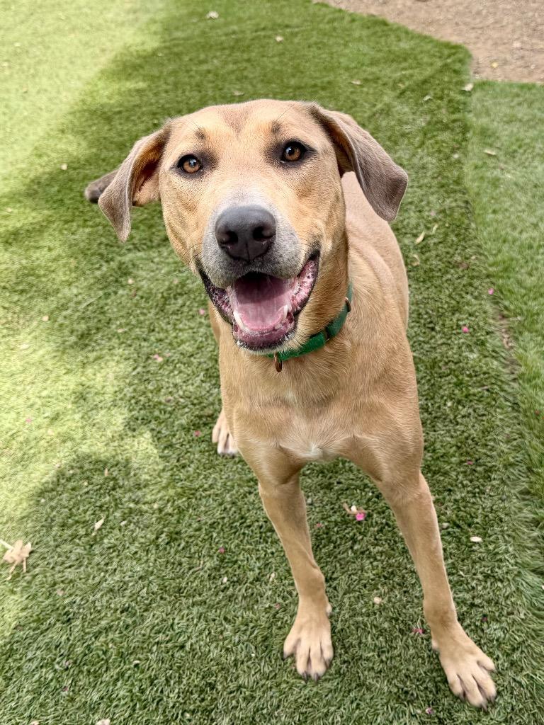Enlarge Nessy, a Adoptable mixed breed in Chico, CA image 3/5