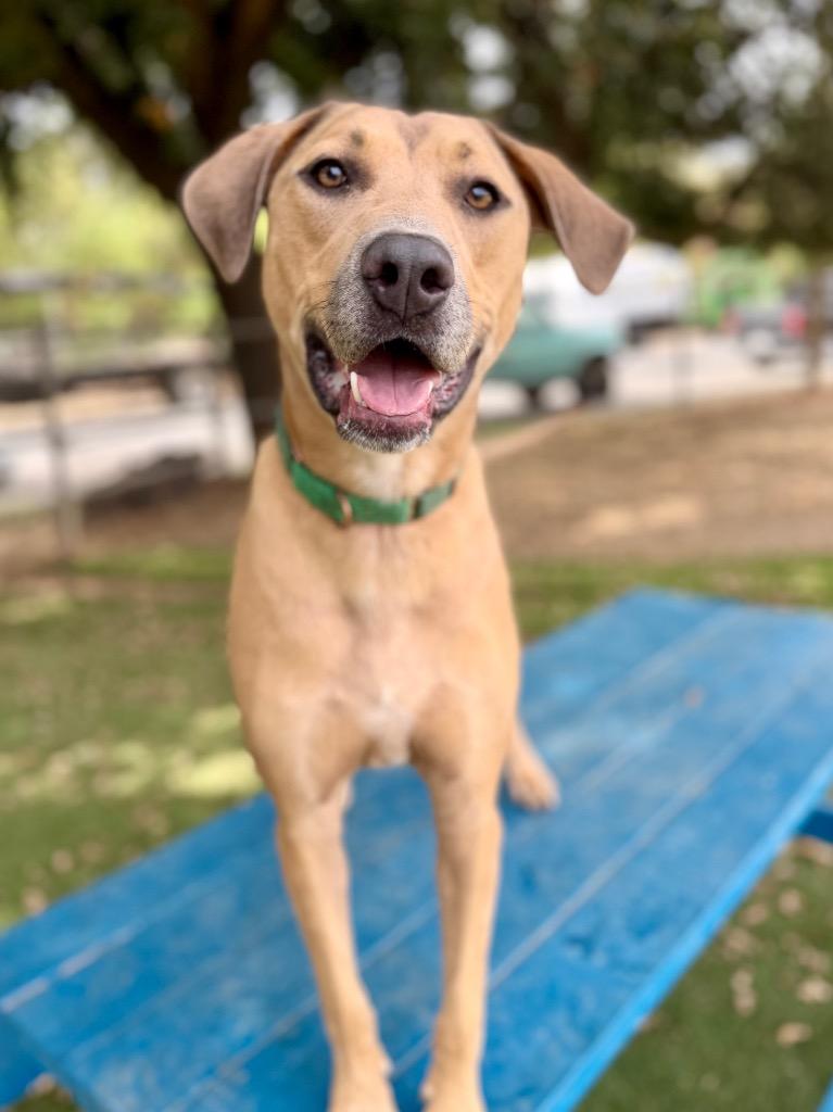 Enlarge Nessy, a Adoptable mixed breed in Chico, CA image 4/5