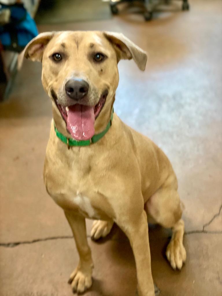 Enlarge Nessy, a Adoptable mixed breed in Chico, CA image 2/2