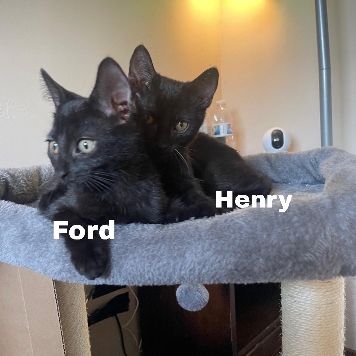 Enlarge Henry (bonded to Ford), a Adoptable Domestic Short Hair in Menasha, WI image 3/4