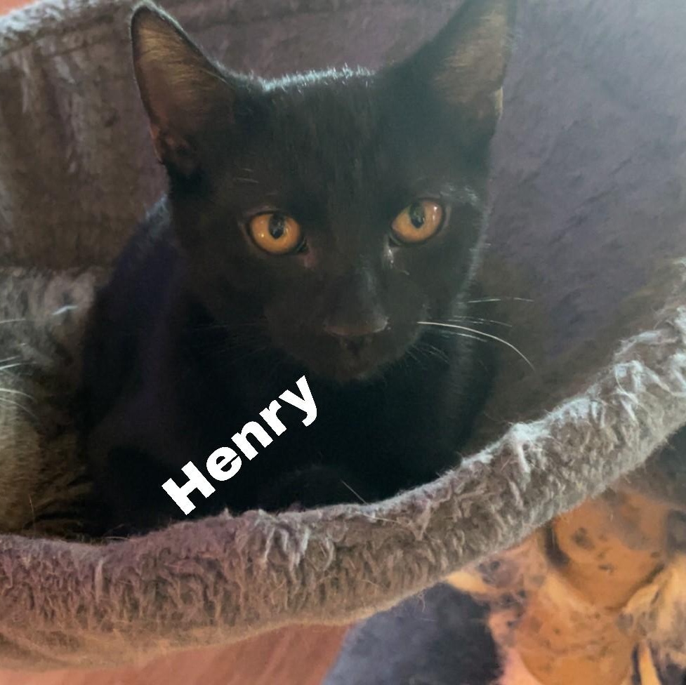 Enlarge Henry (bonded to Ford), a Adoptable Domestic Short Hair in Menasha, WI image 4/4