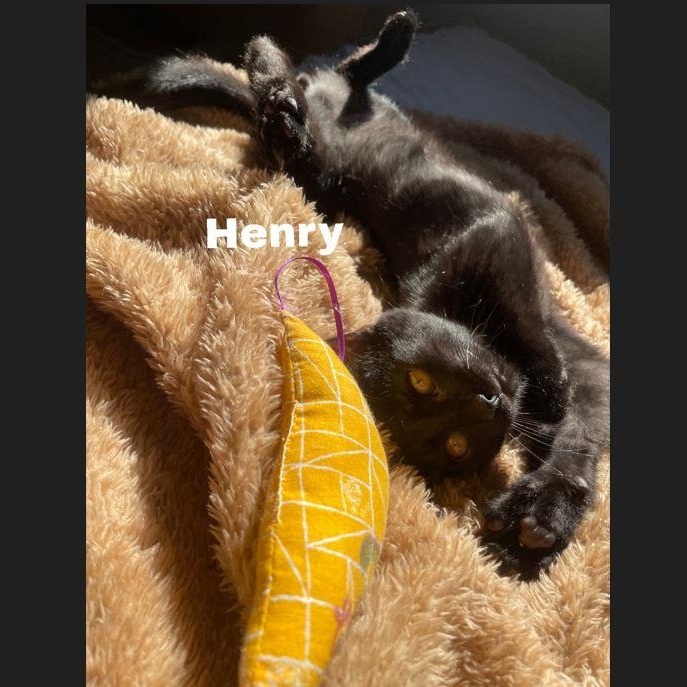 Henry (bonded to Ford), Adoptable, Kitten Male Domestic Short Hair.