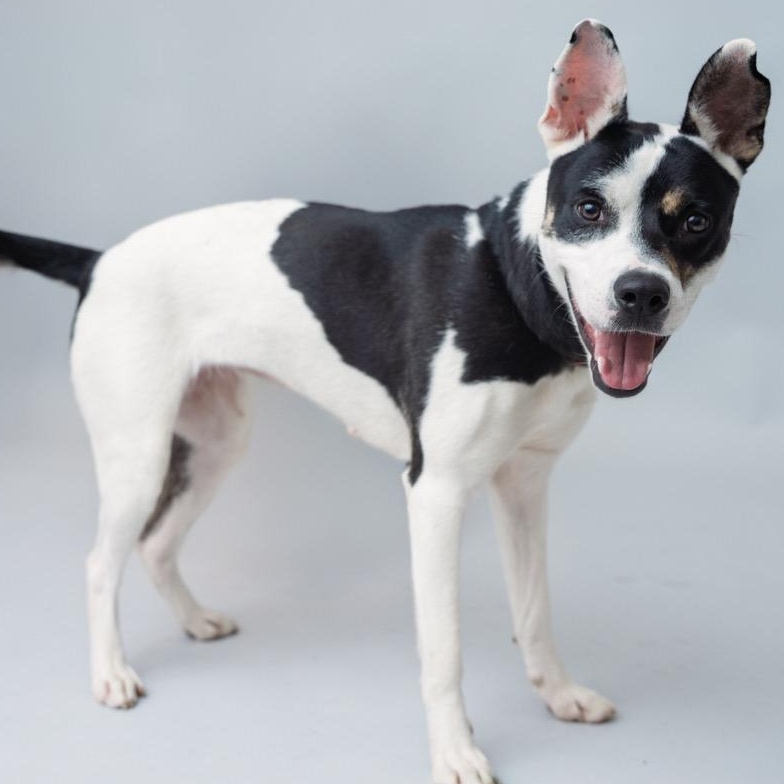 Lola GENTLE  and FUN-LOVING!, Young Female unknown