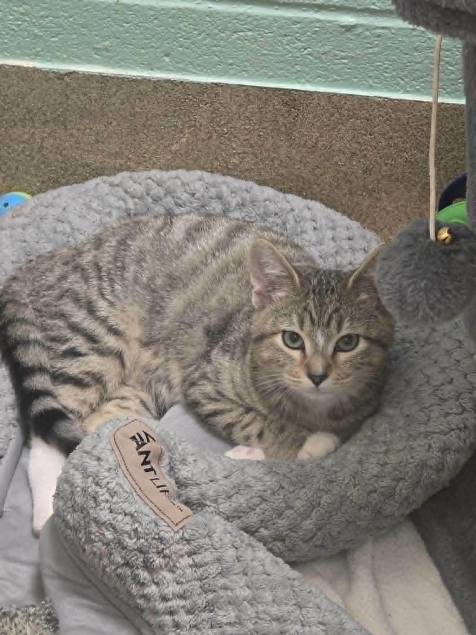 Flame, ADOPTABLE, Young Male Domestic Short Hair.