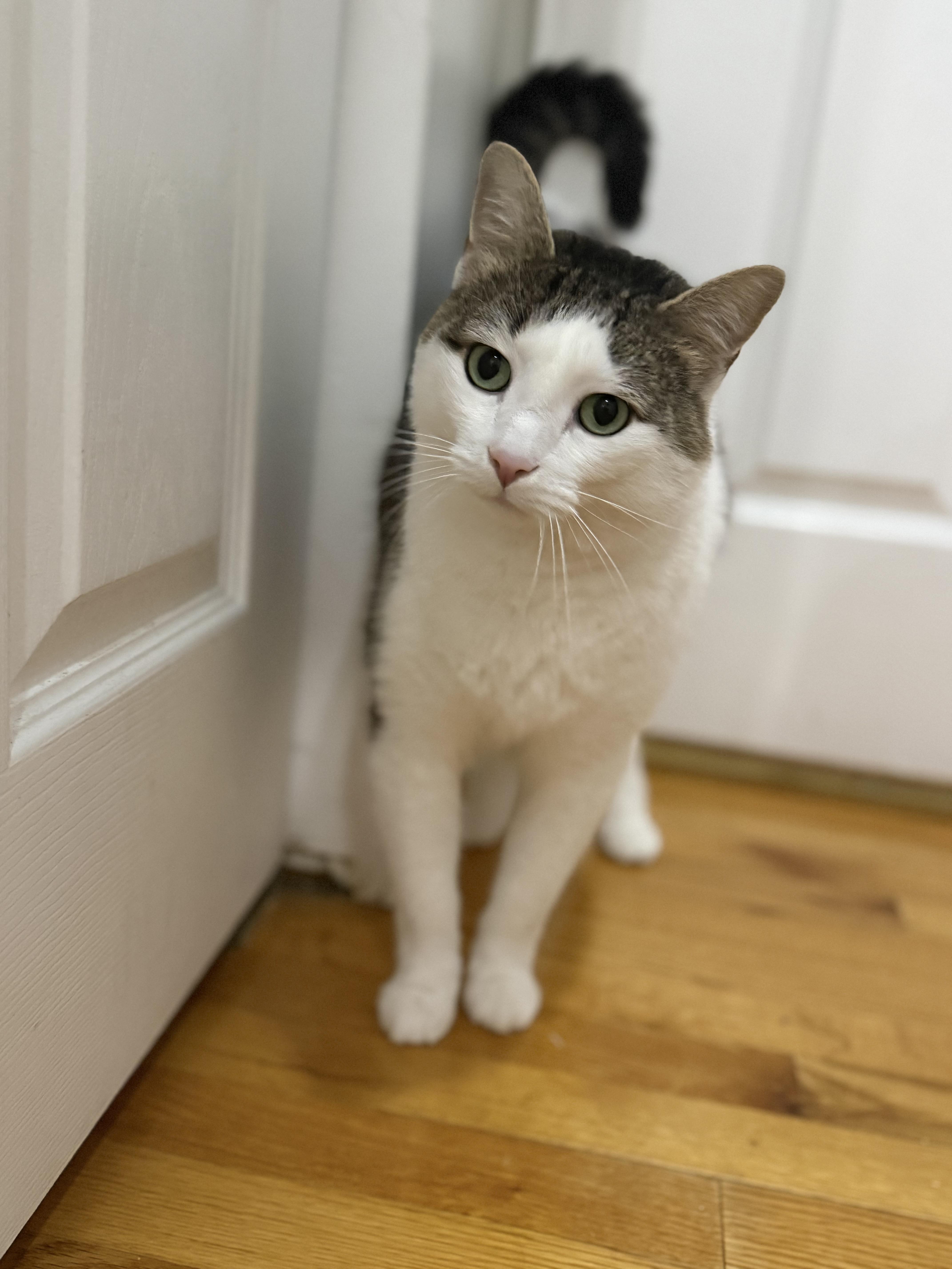 Enlarge Loki, an adopted Domestic Short Hair in Chicago, IL image 1/3