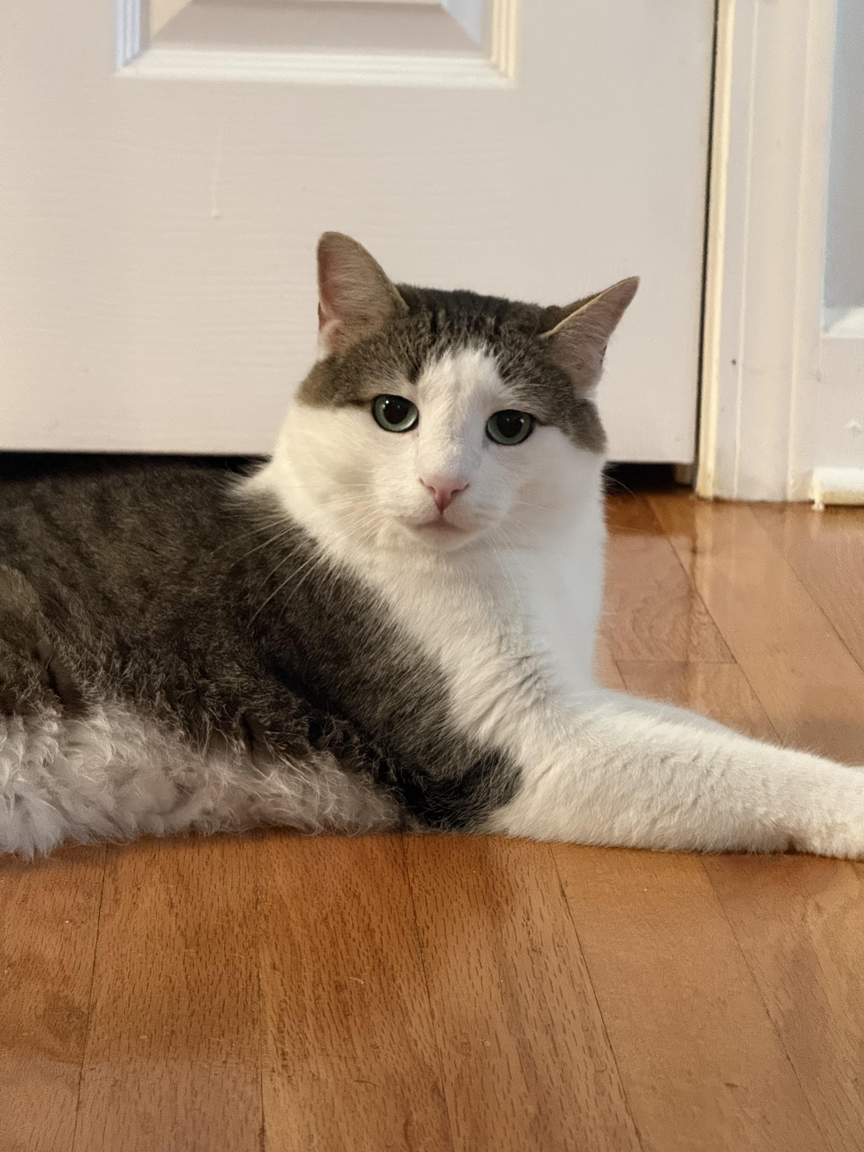 Enlarge Loki, an adopted Domestic Short Hair in Chicago, IL image 2/3