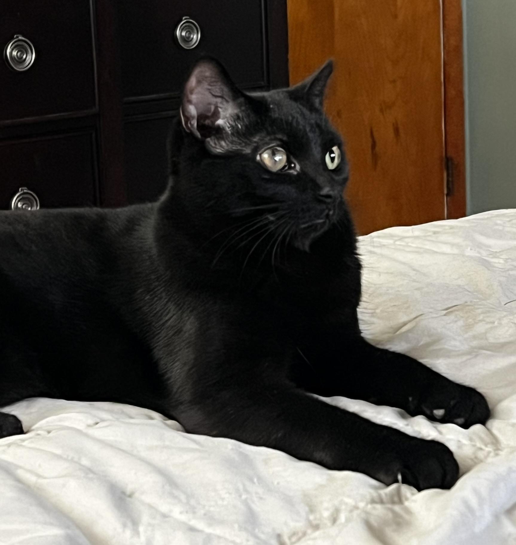 Enlarge Opal, a ADOPTABLE Domestic Short Hair in Allentown, PA image 1/2