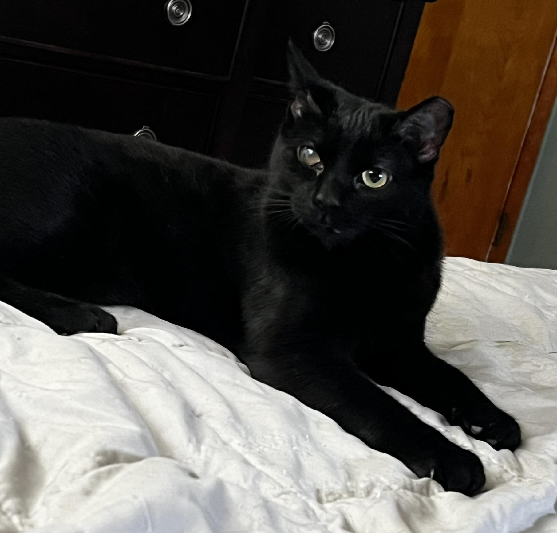 Enlarge Opal, a ADOPTABLE Domestic Short Hair in Allentown, PA image 2/2