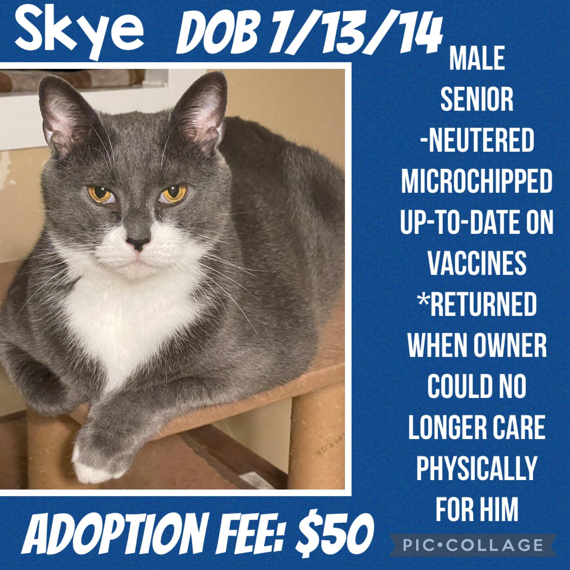 Reduced Adoption Fees -Male