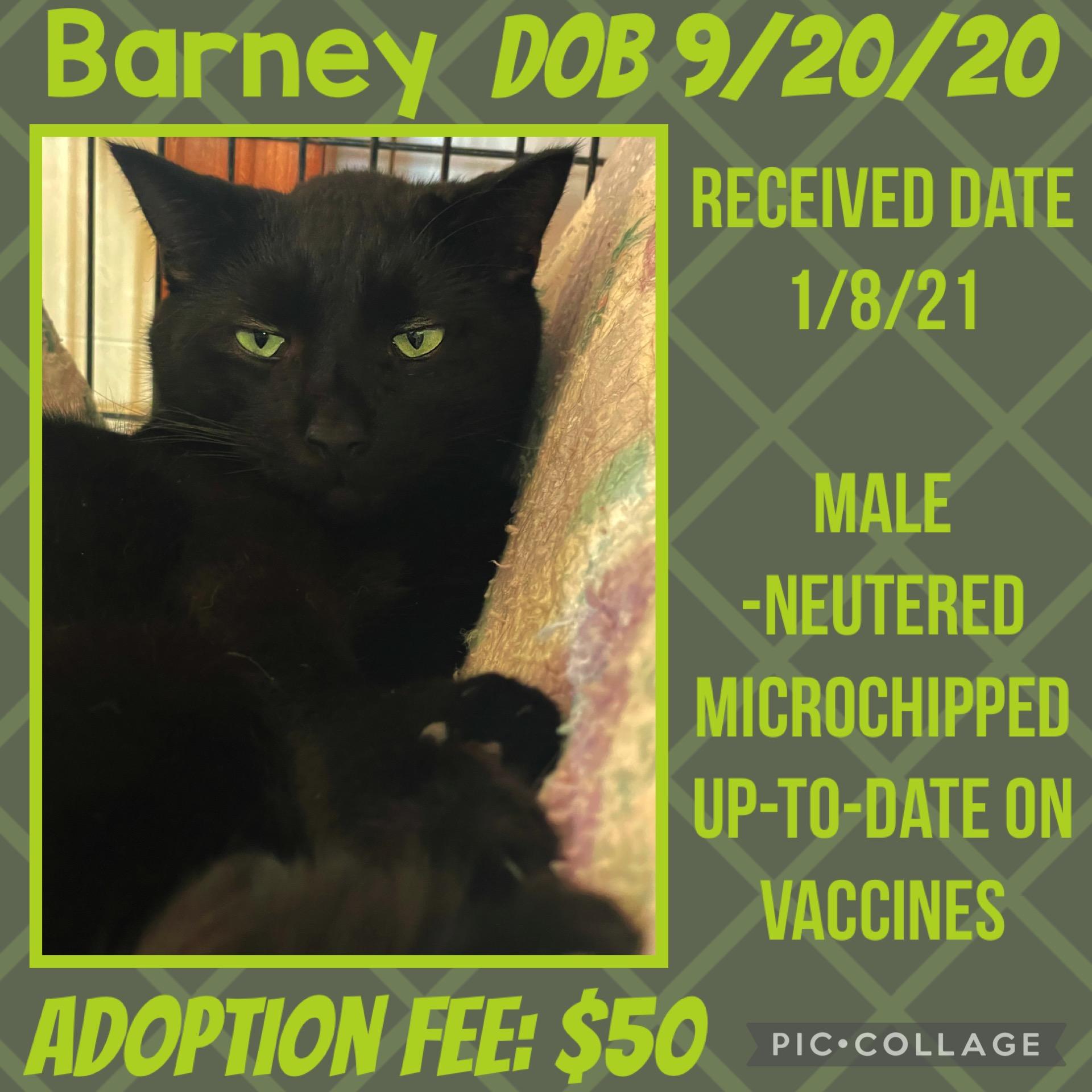Reduced Adoption Fees -Male