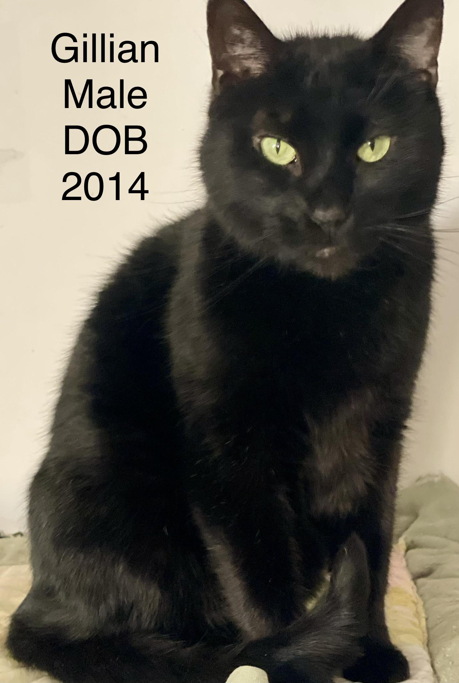 Reduced Adoption Fees -Male