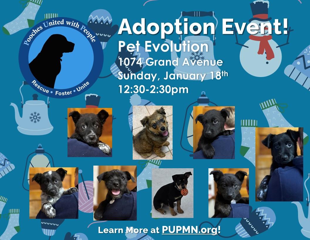 Enlarge Milton, a ADOPTABLE mixed breed in Saint Paul, MN image 4/6