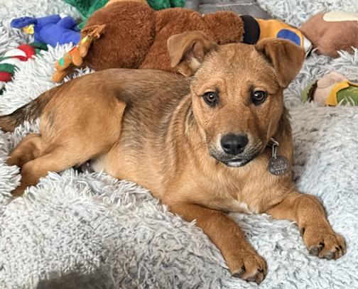 Milton, ADOPTABLE, Puppy Male German Shepherd Dog & Labrador Retriever.