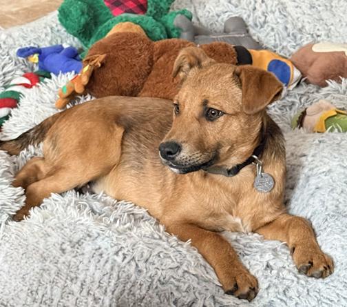 Enlarge Milton, a ADOPTABLE mixed breed in Saint Paul, MN image 6/6