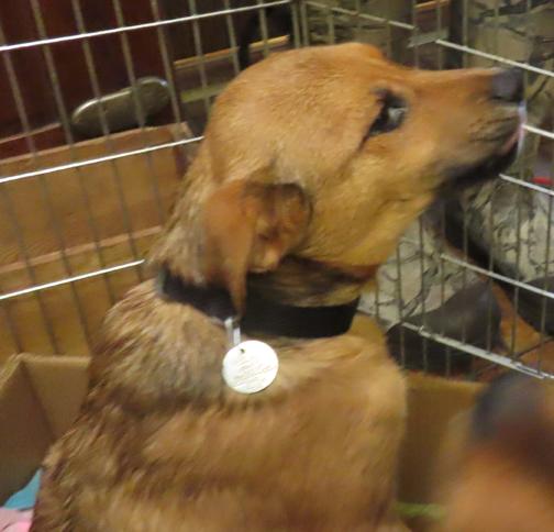 Enlarge Milton, a ADOPTABLE mixed breed in Saint Paul, MN image 3/6