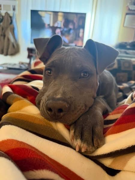 Enlarge Hugo, a Adoptable mixed breed in Eugene, OR image 3/3
