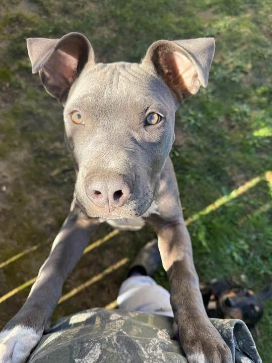 Hugo, Adoptable, Puppy Male Pit Bull Terrier.