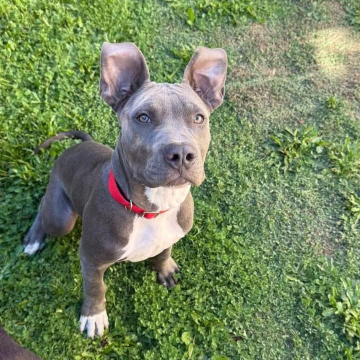 Enlarge Hugo, a Adoptable mixed breed in Eugene, OR image 2/3