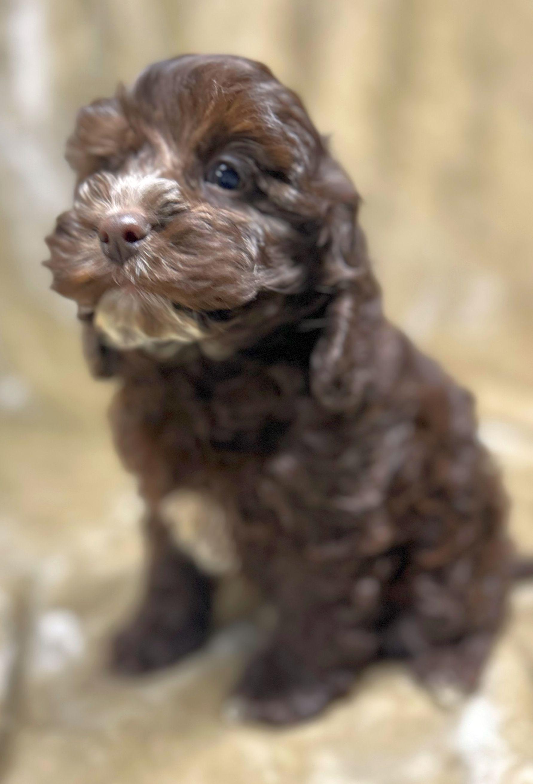 MIA, an adopted Cockapoo in Rossford, OH image 1/2