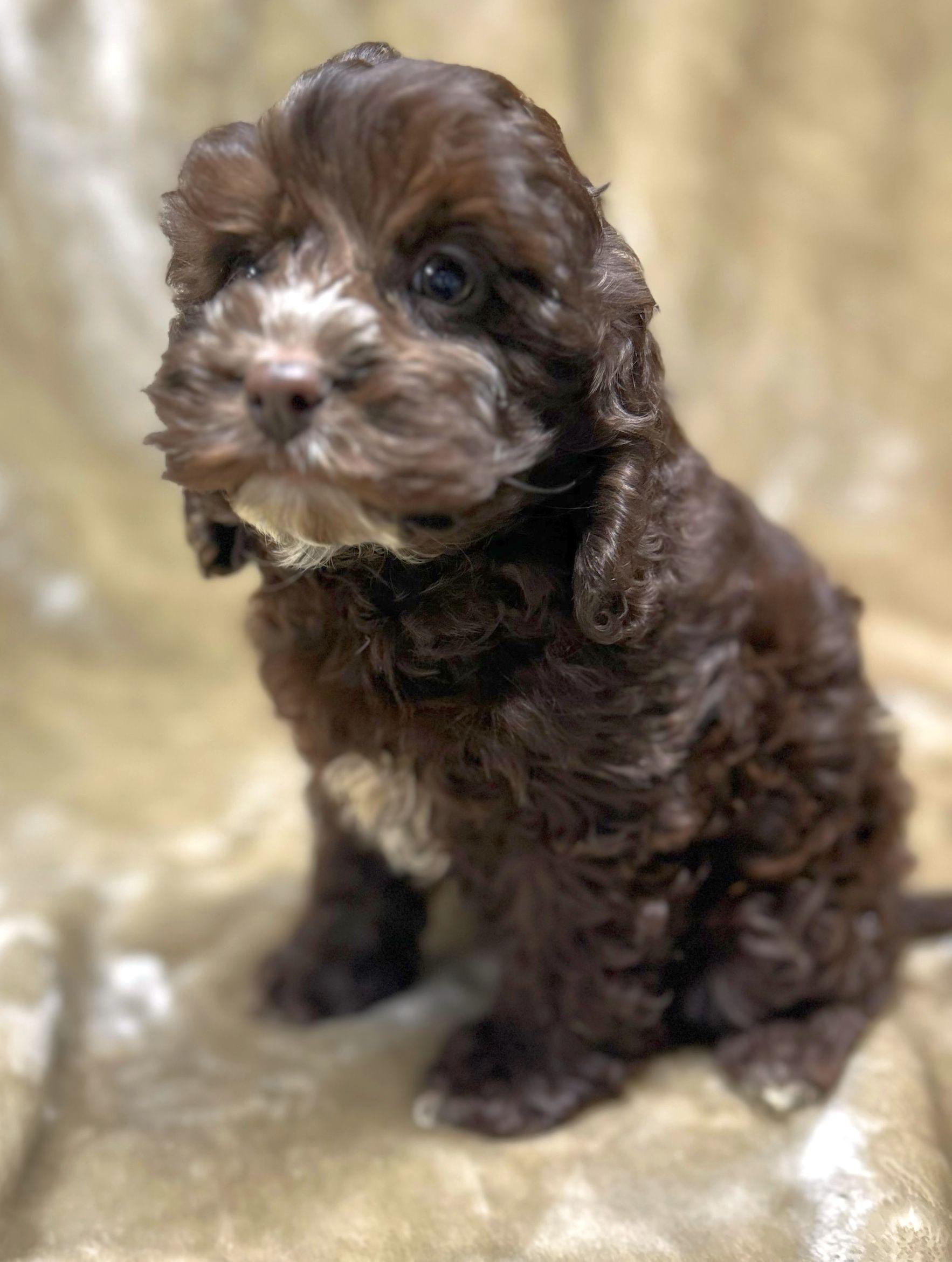 MIA, an adopted Cockapoo in Rossford, OH image 2/2