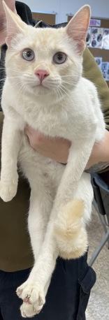 Enlarge Meeko, an adopted Domestic Short Hair in Cibolo, TX image 1/1
