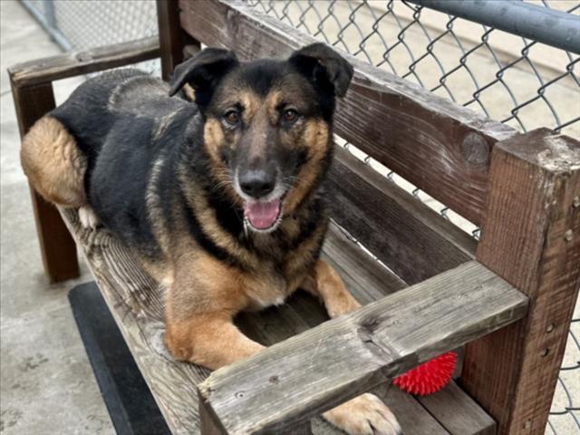 PEPPER, Adoptable, Senior Female German Shepherd Dog & Australian Shepherd.