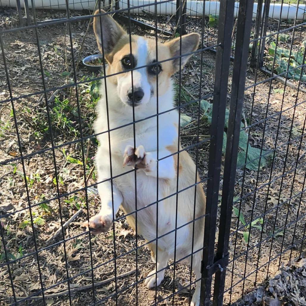 Panacake, Adoptable, Adult Female Corgi.