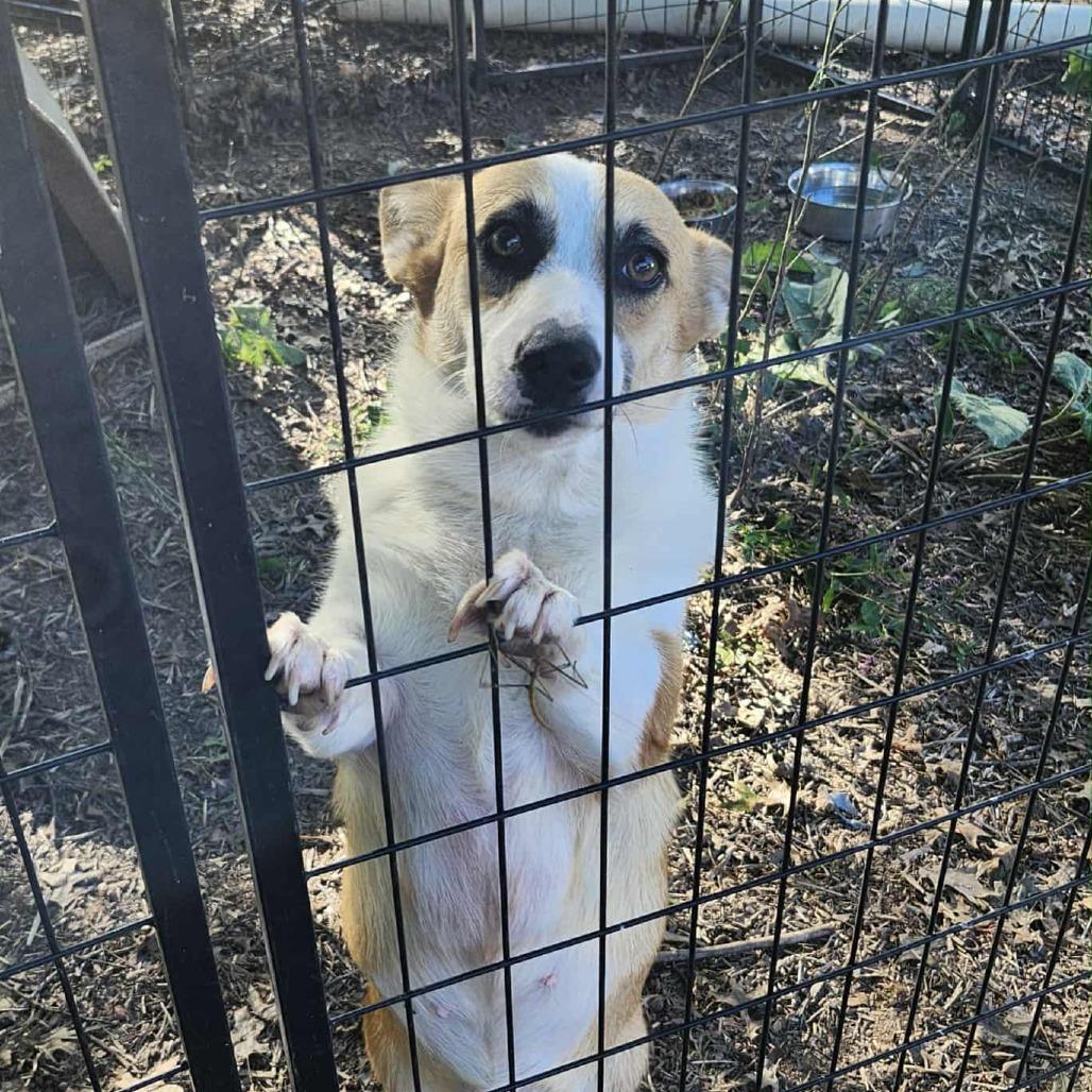 Panacake, a Adoptable Corgi in Ada, MN image 2/5