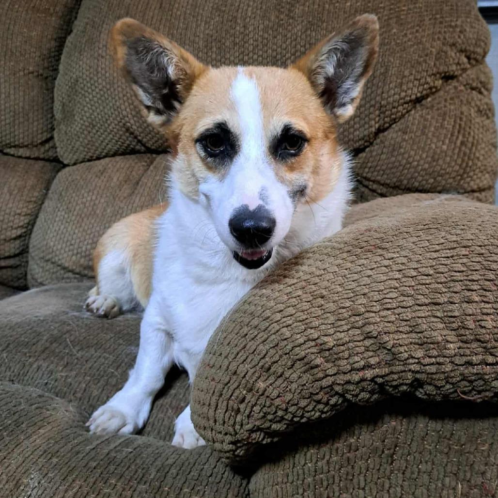 Panacake, a Adoptable Corgi in Ada, MN image 3/5