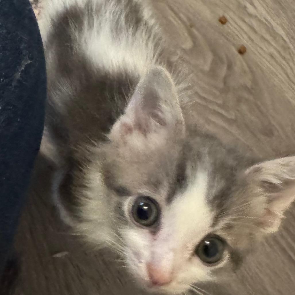 Mike, Adoptable, Kitten Male Domestic Short Hair.