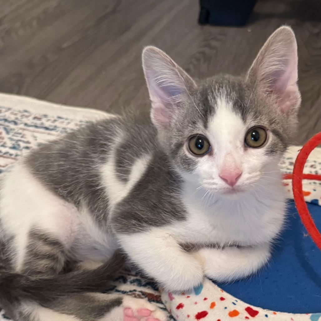 Enlarge Mike, a Adoptable Domestic Short Hair in Frederick, MD image 3/3