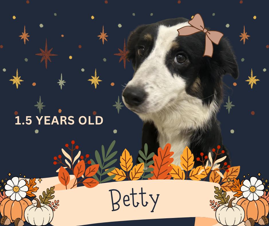 Betty, Adopted, Young Female Border Collie.