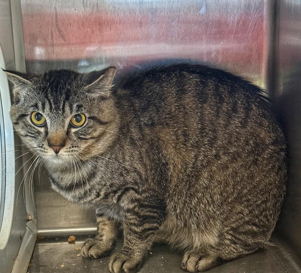 Dylan, Adoptable, Young Male Domestic Short Hair.