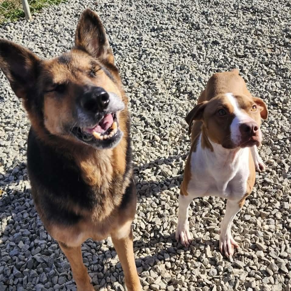 Enlarge Roscoe, a Adoptable mixed breed in Carlise , AR image 6/6