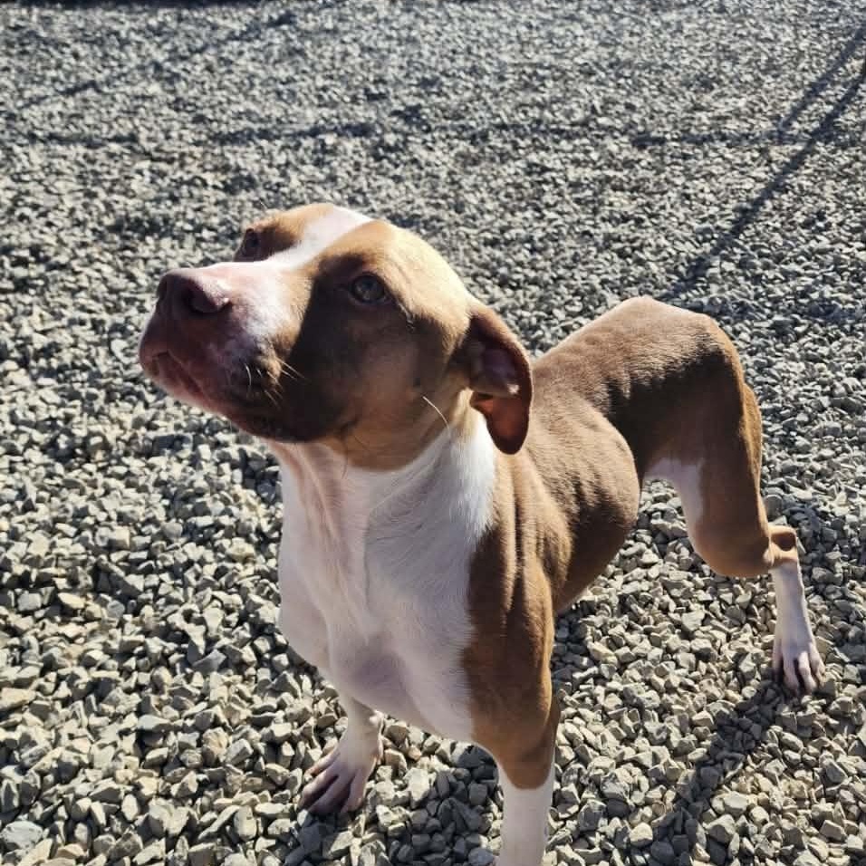 Enlarge Roscoe, a Adoptable mixed breed in Carlise , AR image 5/6