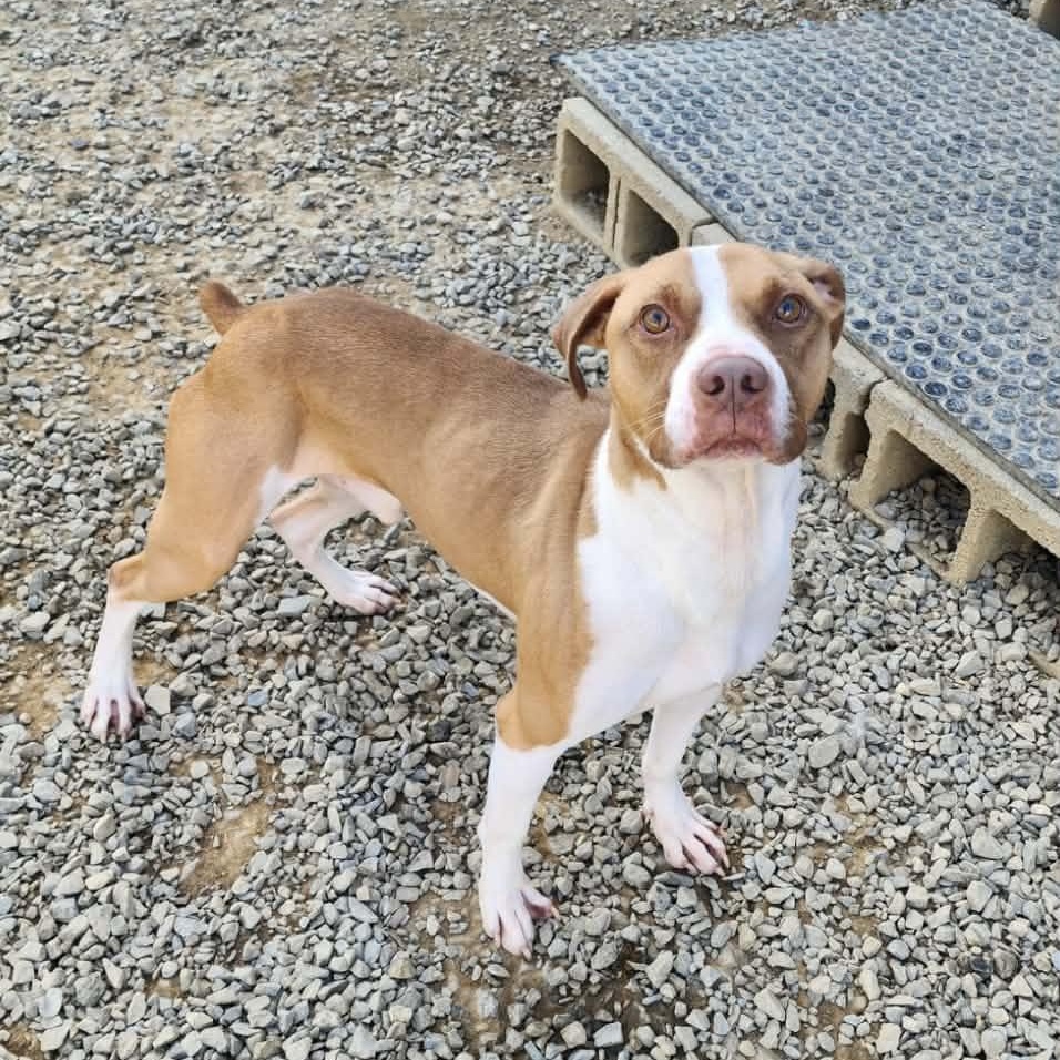 Enlarge Roscoe, a Adoptable mixed breed in Carlise , AR image 2/6