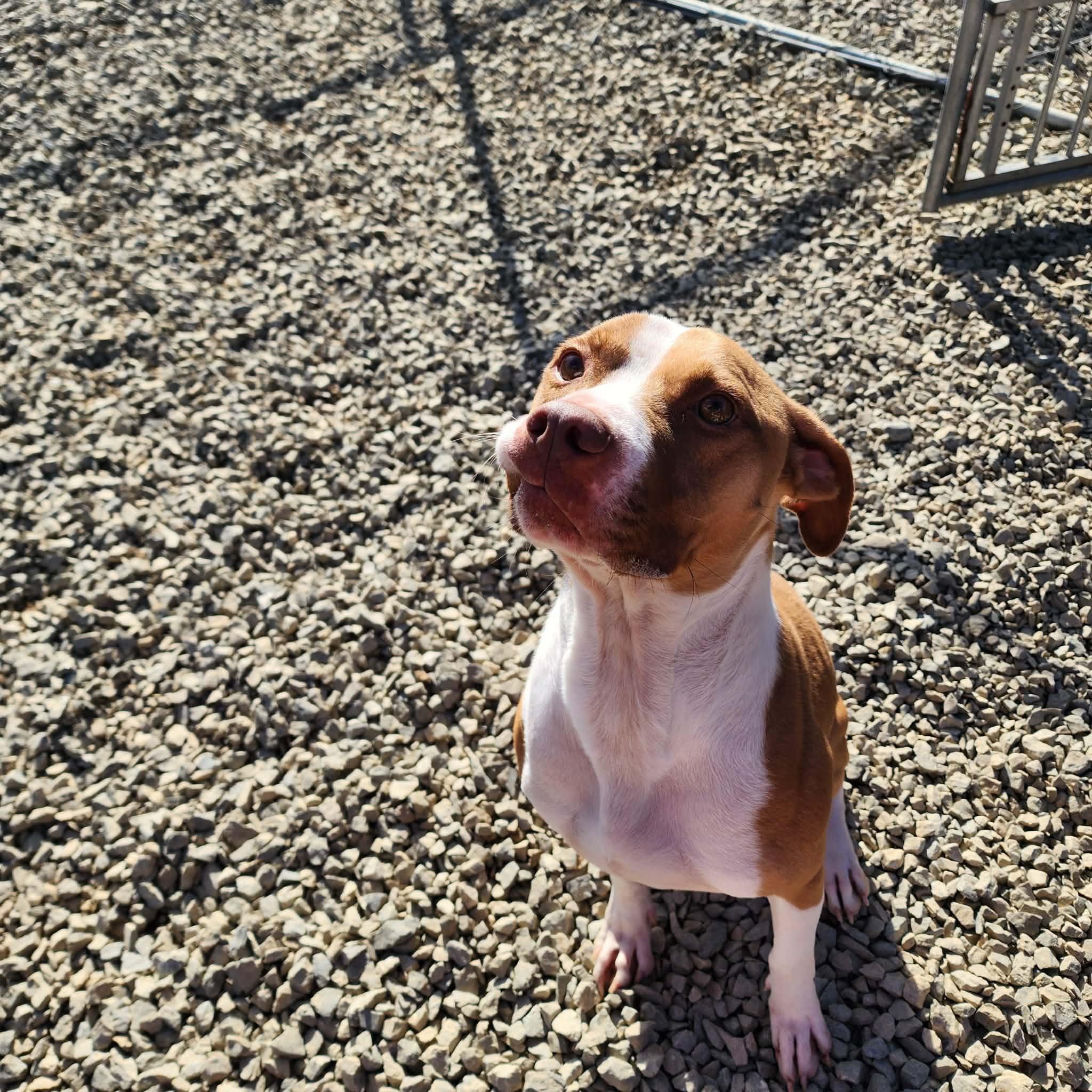 Enlarge Roscoe, a Adoptable mixed breed in Carlise , AR image 3/6
