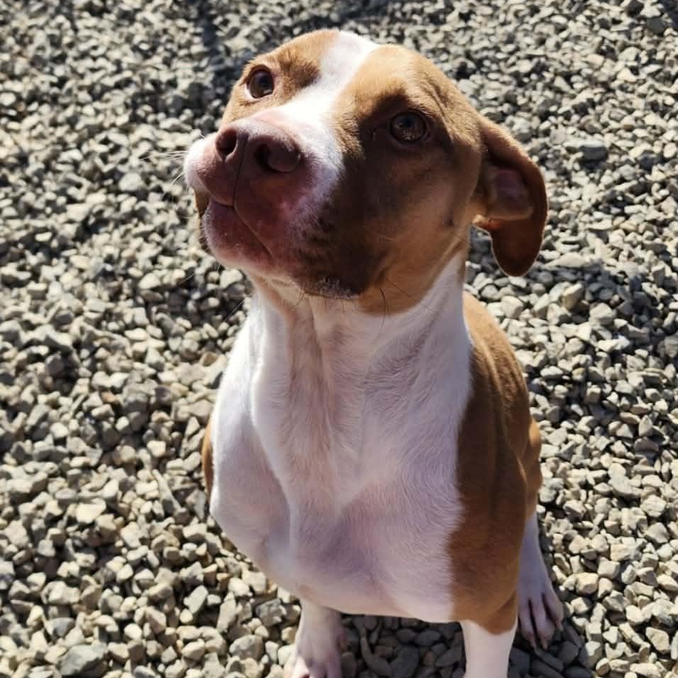 Roscoe, Adoptable, Adult Male Pit Bull Terrier.