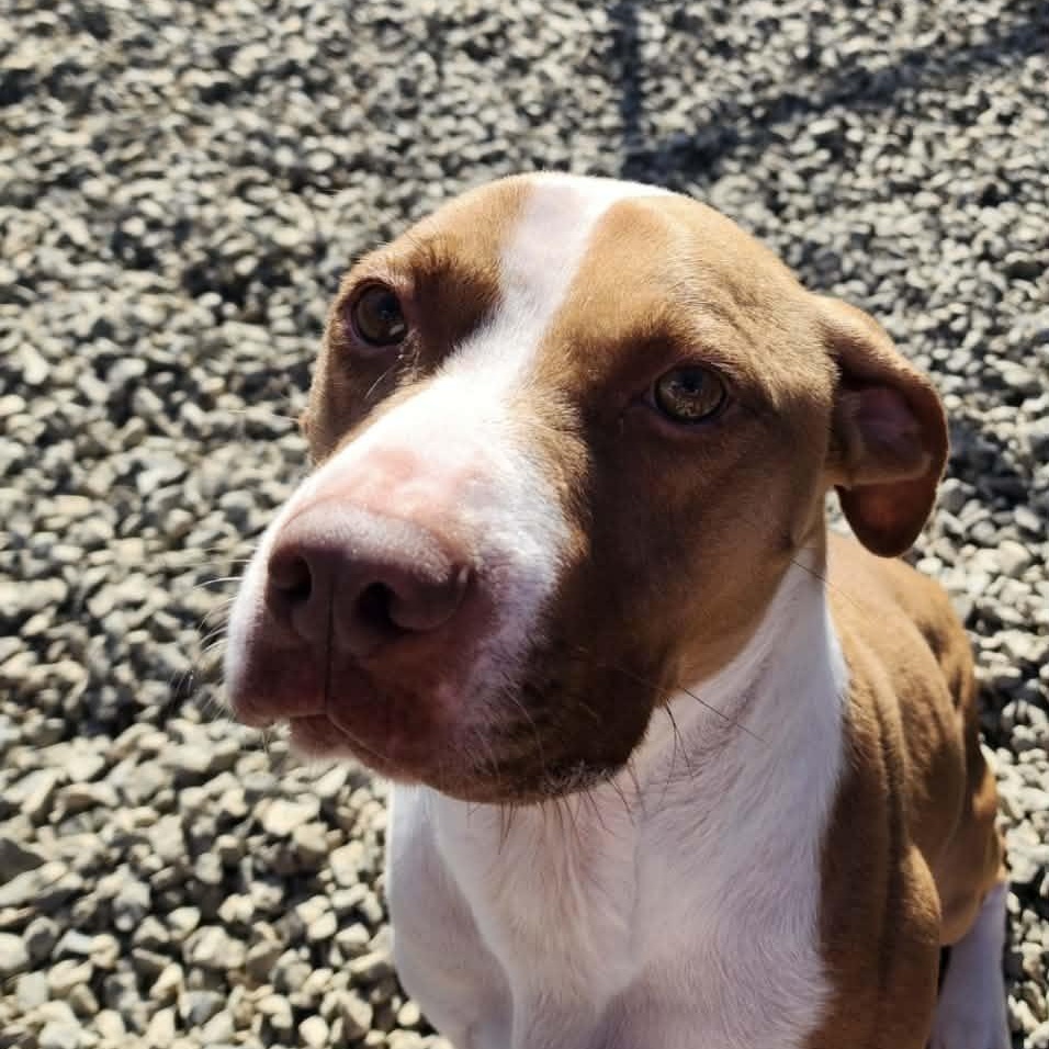 Enlarge Roscoe, a Adoptable mixed breed in Carlise , AR image 4/6