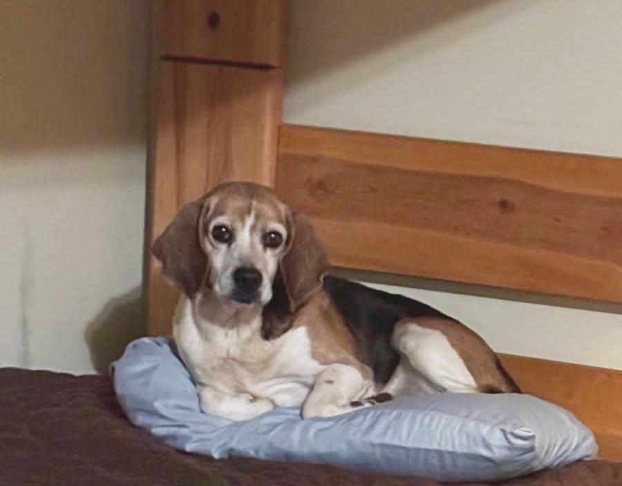 Enlarge Shorty-Beagle Boy, a Adoptable Beagle in Rootstown, OH image 1/3