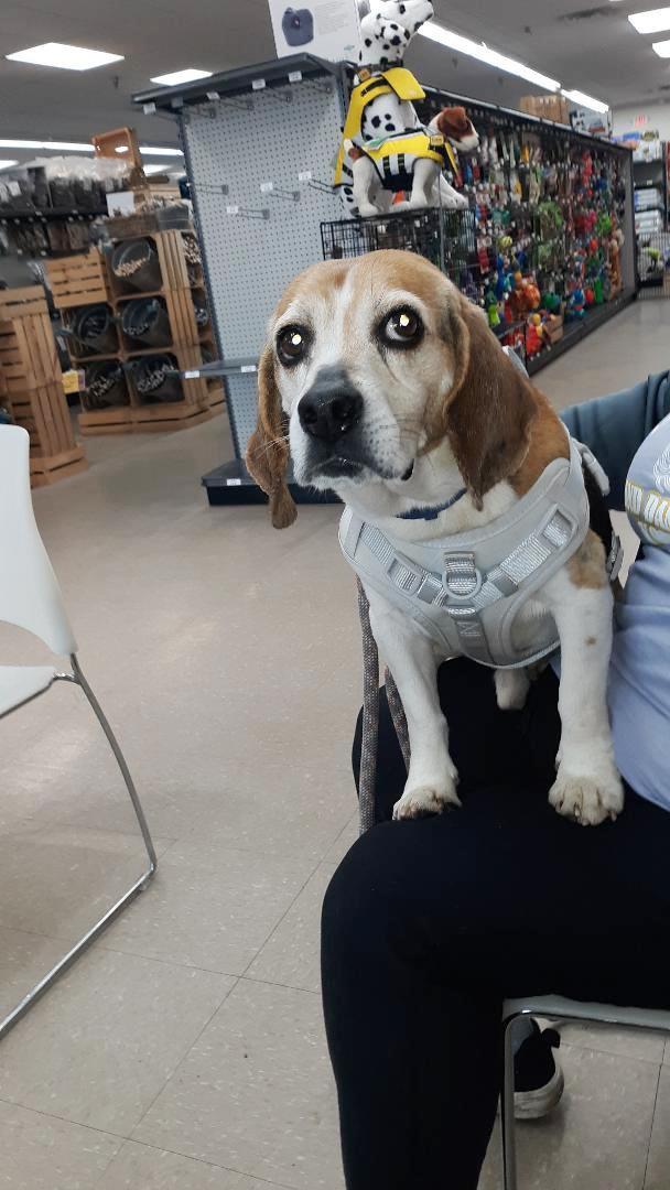 Enlarge Shorty-Beagle Boy, a Adoptable Beagle in Rootstown, OH image 2/3