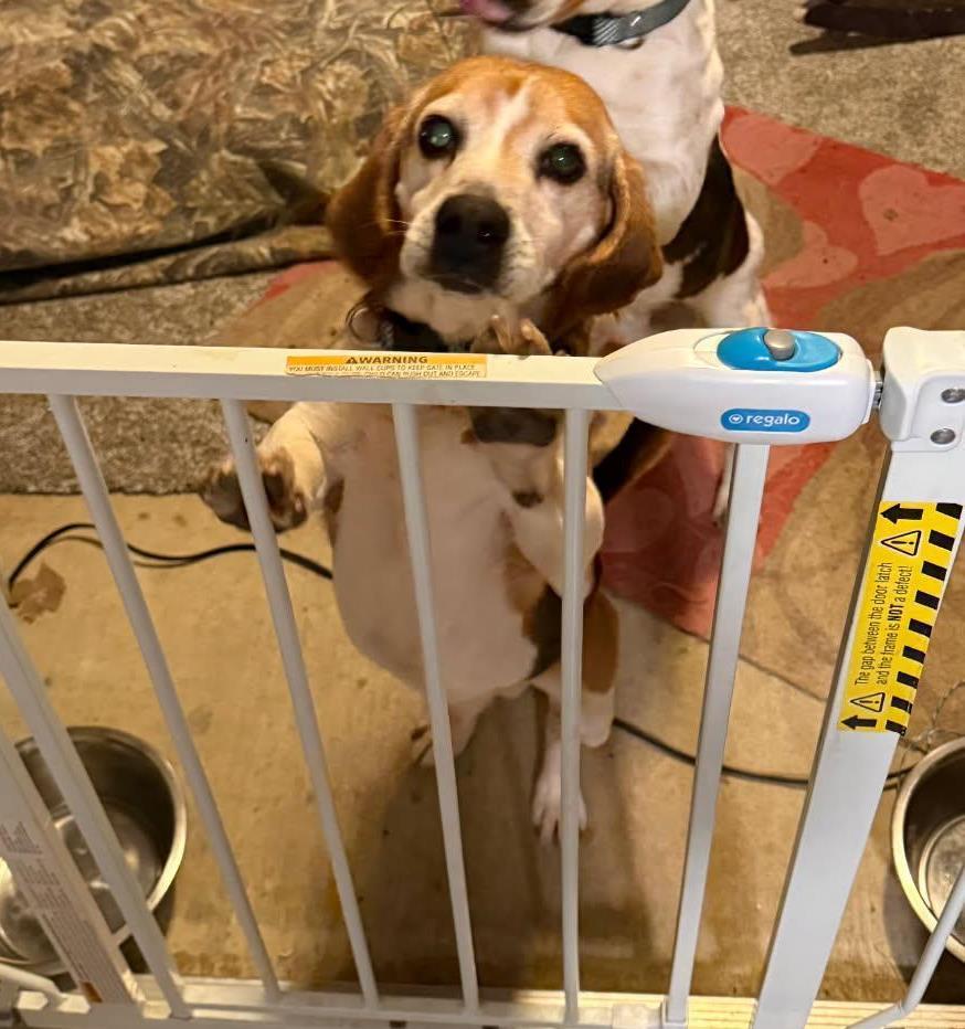 Enlarge Shorty-Beagle Boy, a Adoptable Beagle in Rootstown, OH image 3/3