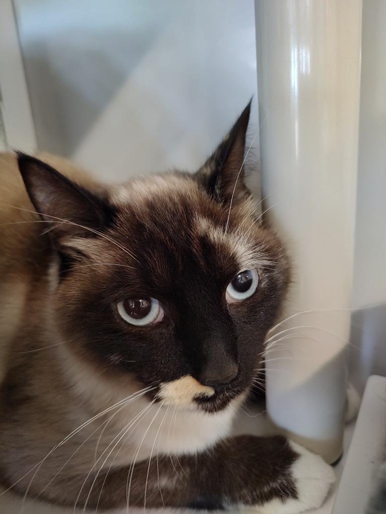 BELLA, Adoptable, Young Female Domestic Short Hair.
