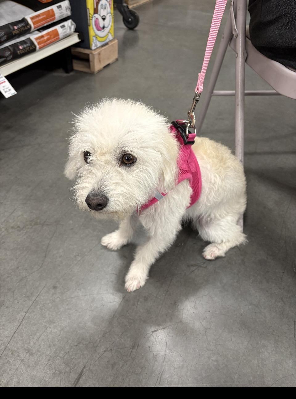 Enlarge Luna, an adopted Poodle in Las Vegas, NV image 2/2