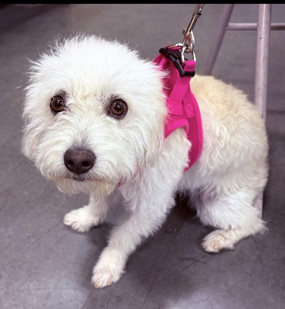 Enlarge Luna, an adopted Poodle in Las Vegas, NV image 1/2