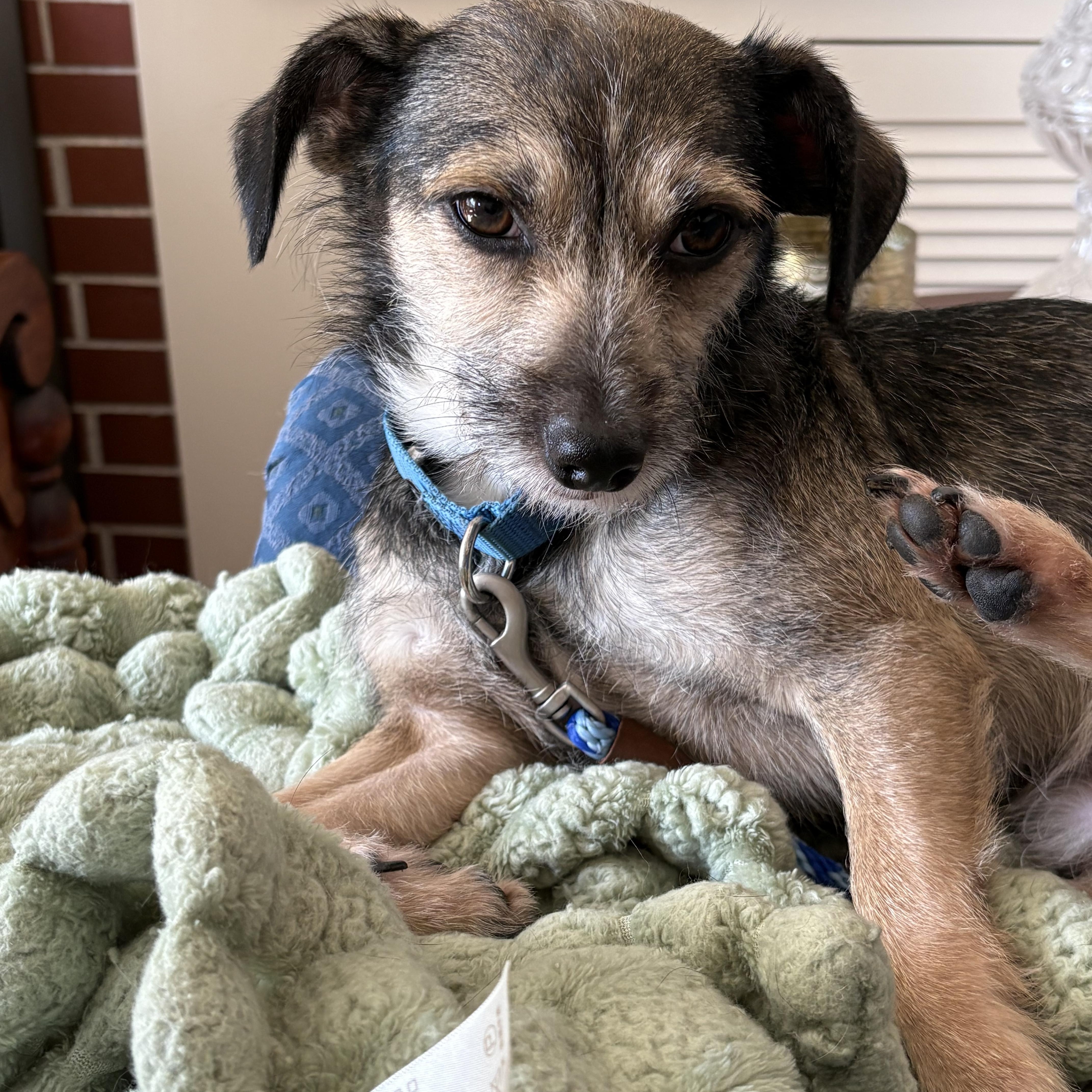 Enlarge Rocky, a Adoptable mixed breed in Portland, ME image 2/6
