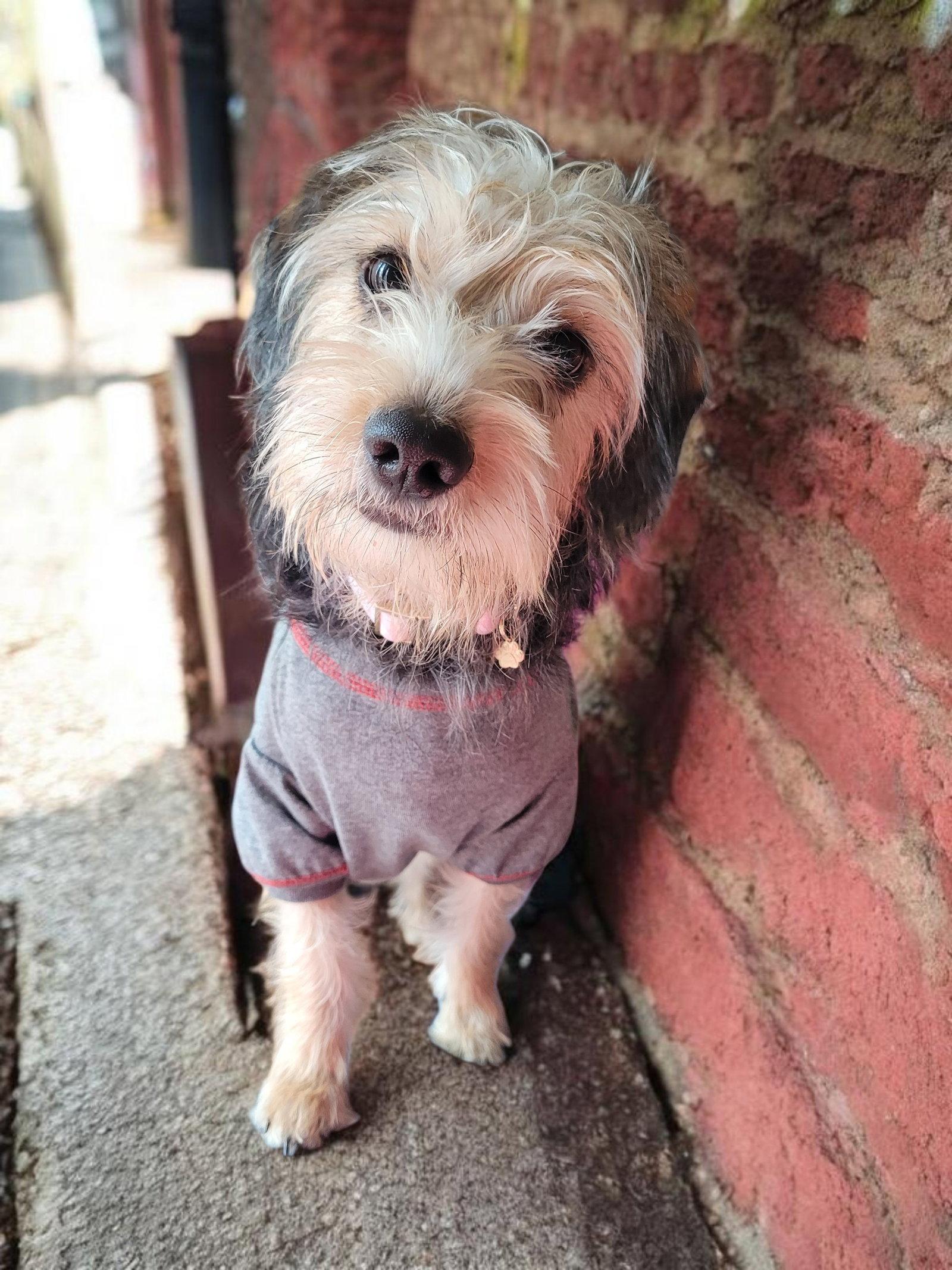 Enlarge Millie Bobby Brown, a Adopted Yorkshire Terrier in Powell, OH image 1/2