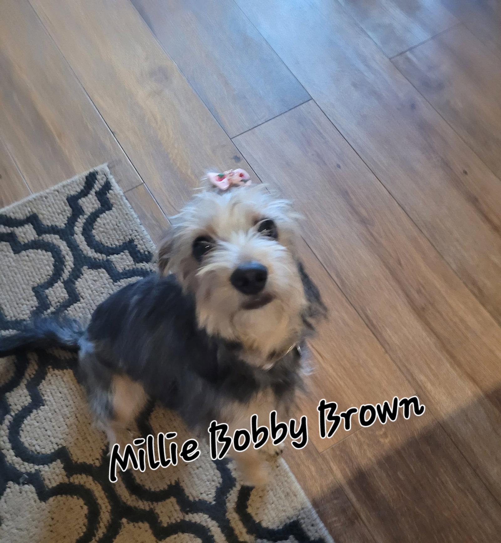 Enlarge Millie Bobby Brown, a Adopted Yorkshire Terrier in Powell, OH image 2/2