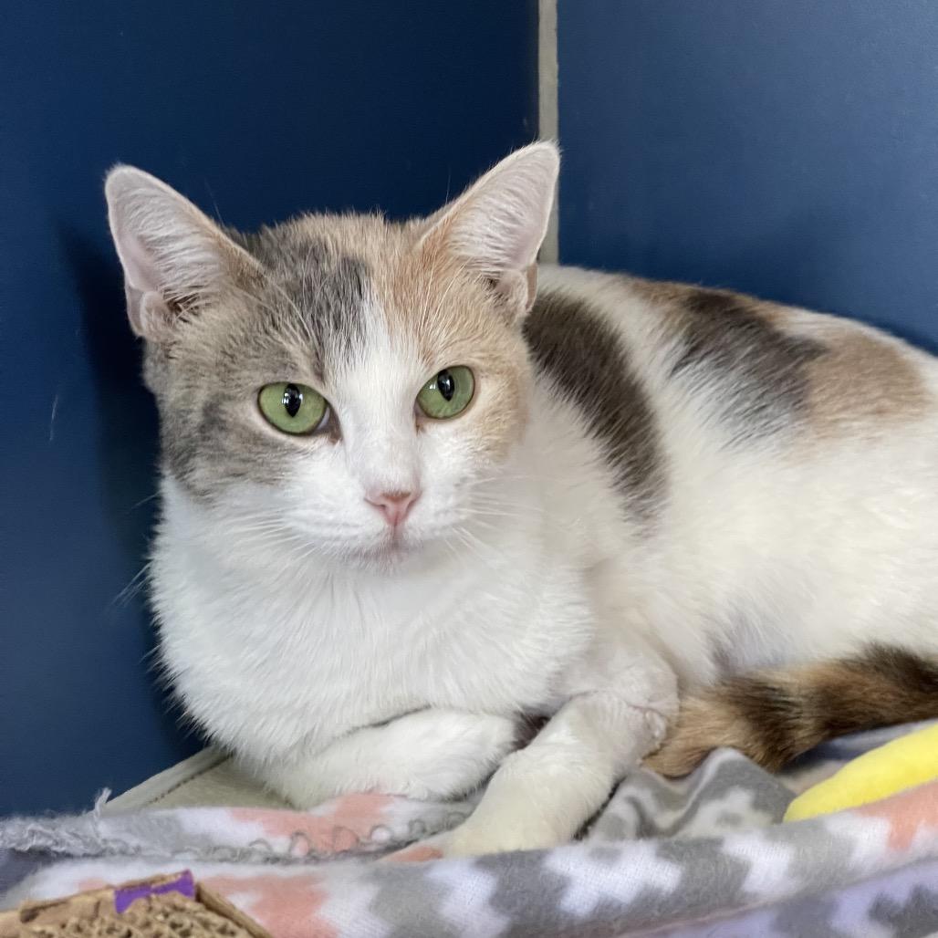 Enlarge Amity, a Adoptable Domestic Short Hair in Tulsa, OK image 1/1