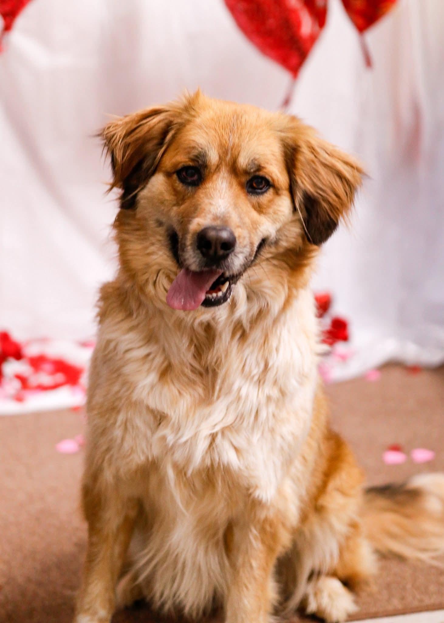 Enlarge Mocha, a Adoptable mixed breed in Tahlequah, OK image 1/6